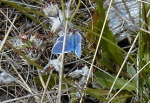 picture of a blue butterfly taken on the dunes near St Annes beach